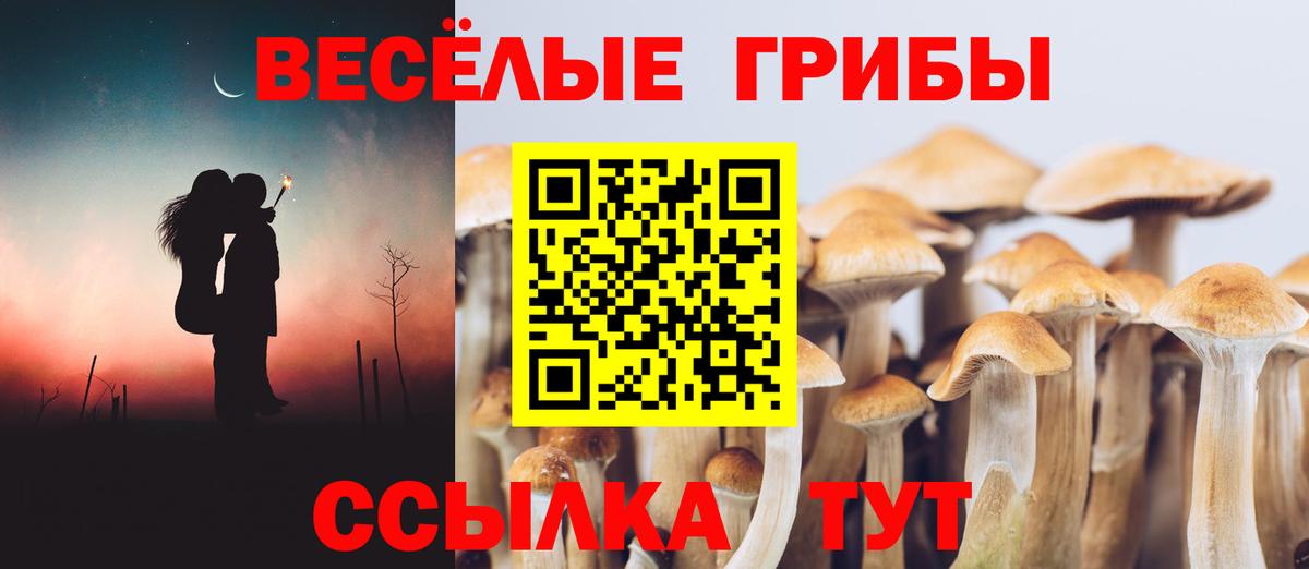 Ессентуки  Псилоцибиновые грибы Cubensis  Вход с VPN 